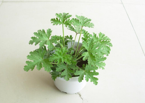 驅蚊草是什么？驅蚊草怎么養(yǎng)？
