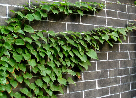室內(nèi)種植物對(duì)人體有哪些好處？芳香植物對(duì)人體的作用