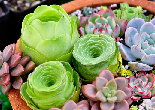 多肉植物怎么養(yǎng)？如何給多肉植物澆水？