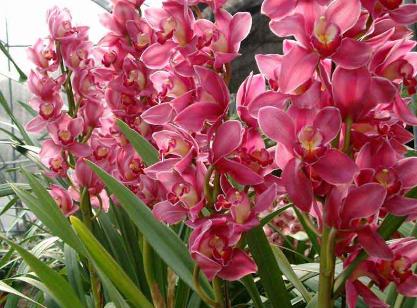 什么花適合放在室內(nèi)養(yǎng)？適合居室擺放的九種花卉