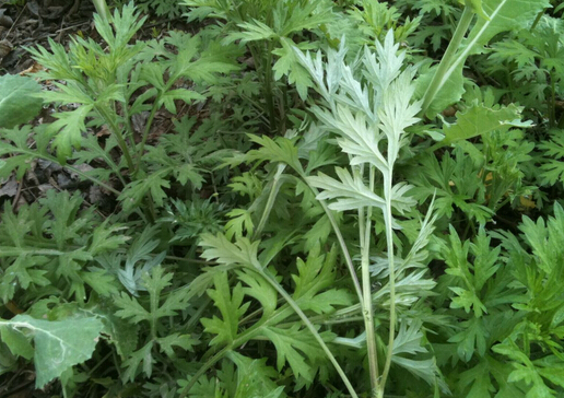 艾草如何驅(qū)蚊？艾草驅(qū)蚊的注意事項