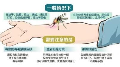 被毒蚊子咬了怎么辦？蚊子咬了怎么消腫止癢