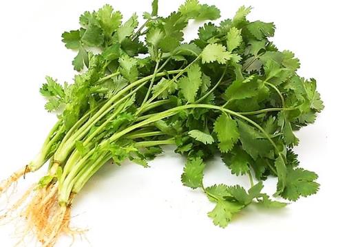 冬天香菜怎么保存？香菜的保存方法