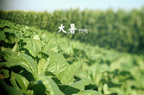 大暑什么意思？大暑怎么預防中暑