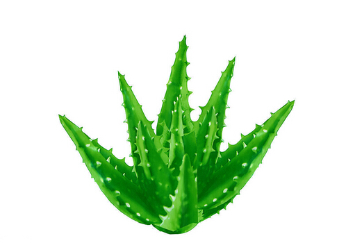 蘆薈祛痘的方法-蘆薈美容的注意事項(xiàng)