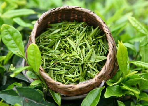 喝綠茶有減肥的功效嗎？喝綠茶能減肥嗎