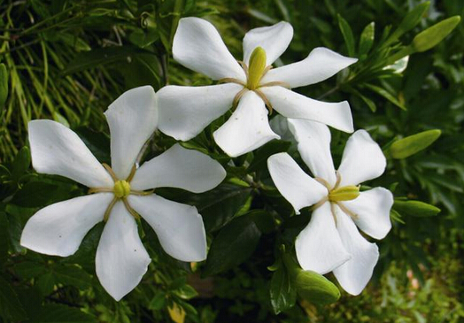 家里有孕婦能養(yǎng)梔子花嗎？梔子花的養(yǎng)殖方法