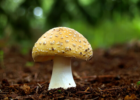 孕婦可以吃蘑菇嗎？孕婦吃蘑菇的食譜