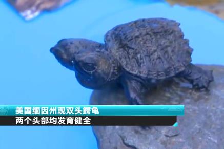 美國(guó)緬因州現(xiàn)雙頭鱷龜 兩個(gè)頭部均發(fā)育健全