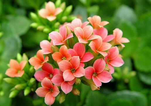 家里有寶寶能養(yǎng)長(zhǎng)壽花嗎？長(zhǎng)壽花的養(yǎng)殖方法