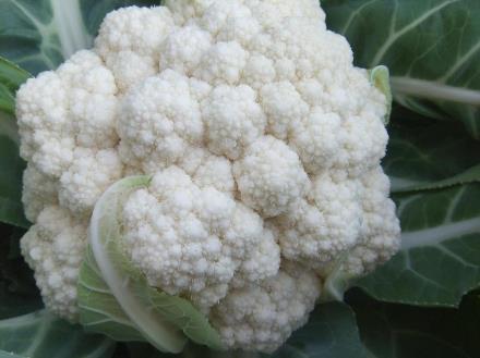 寶寶吃菜花有什么好處？寶寶吃菜花的做法