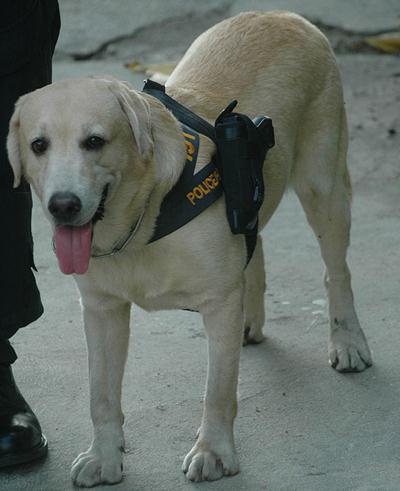 泰國警方為加強(qiáng)攻擊力給警犬配槍，警犬專用手槍肩套(組圖)