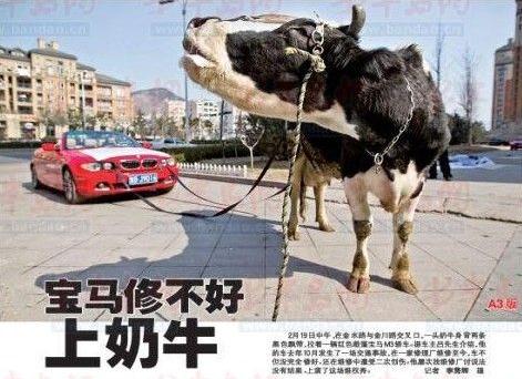 奶牛拉著“寶馬車”上馬路，車主維修受挫上演“維權(quán)秀”
