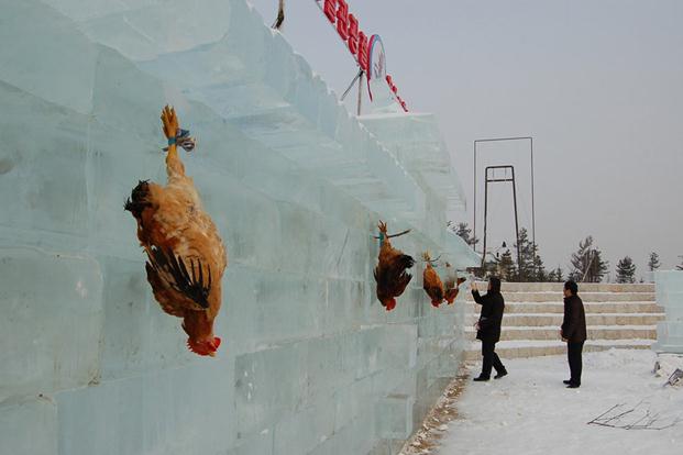 吉林延吉冰雪節(jié)為吸引游客，驚現(xiàn)活雞當(dāng)靶供游客射殺組圖