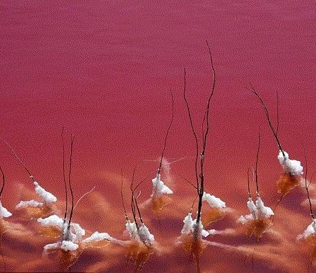 法國驚現(xiàn)血水湖：湖水如紅海湖水中的鹽結(jié)晶