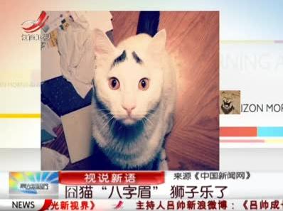 八字眉囧貓山姆網(wǎng)絡(luò)爆紅，細數(shù)囧貓愁眉苦臉的賣萌囧照