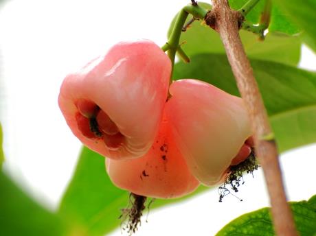 孕婦能吃水蒲桃嗎？孕婦吃水蒲桃有什么好處