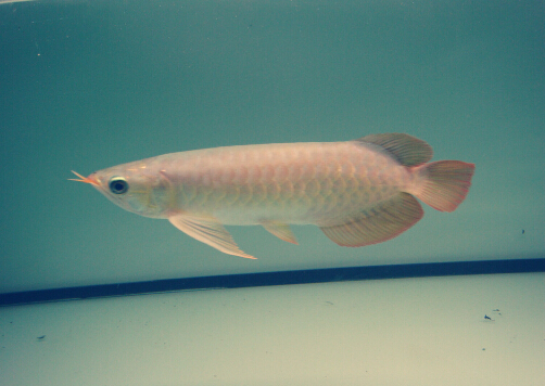 魚(yú)刺卡喉嚨的處理方法-魚(yú)刺卡喉嚨怎么辦？