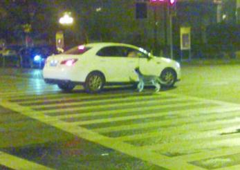 南京街頭現(xiàn)“開車遛狗”傷不起-警方稱發(fā)現(xiàn)將罰款