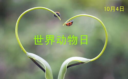 世界動(dòng)物日是幾月幾日？公歷10月4日是什么節(jié)日