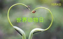 世界動物日是幾月幾日？公歷10月4日是什么節(jié)日