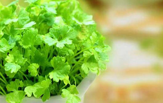 為啥不愛吃香菜？香菜的功效