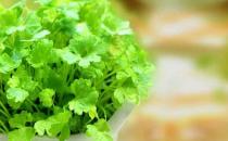 為啥不愛吃香菜？香菜的功效