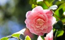 大蒜超防癌，不可不知的防癌蔬菜