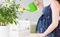 孕婦要遠離花卉嗎？養(yǎng)花應(yīng)該注意什么？