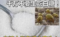 白糖可以生吃嗎？生吃白糖好嗎