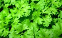 芹菜葉能吃嗎？芹菜葉有營(yíng)養(yǎng)嗎