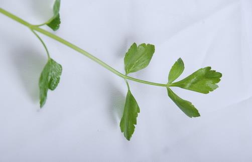 蛀牙怎么辦？ 教你如何用食物防治蛀牙