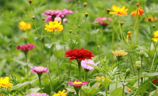 室內(nèi)適合養(yǎng)什么花草？這些花草不要養(yǎng)在室內(nèi)