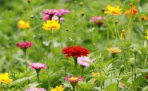 室內(nèi)適合養(yǎng)什么花草？這些花草不要養(yǎng)在室內(nèi)