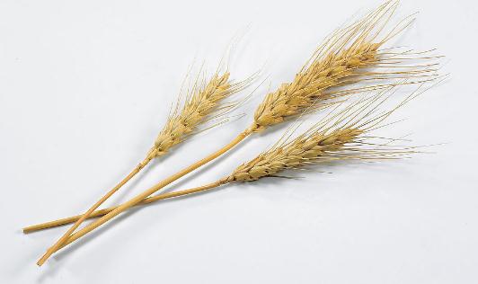 吃燕麥有什么功效？燕麥怎么吃營養(yǎng)？