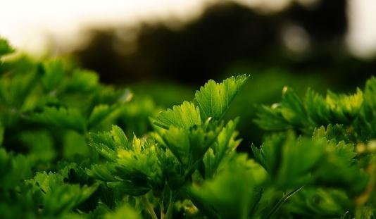 芹菜養(yǎng)生食譜：雞絲拌芹菜的做法