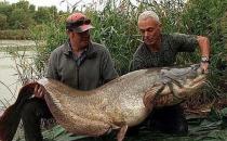 捕獲巨型鲇魚，腹內(nèi)發(fā)現(xiàn)遺體