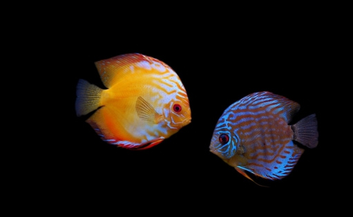 什么原因會導(dǎo)致七彩神仙魚倒立？遇到倒立怎么辦