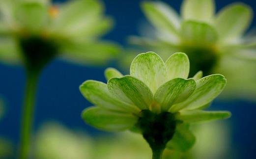 植物會(huì)有七情六欲嗎？