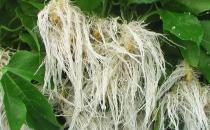 促進(jìn)植物根系生長的因子是什么
