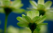 植物會有七情六欲嗎？