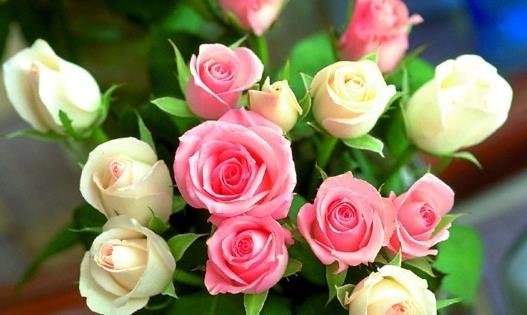 月季 玫瑰 薔薇有什么區(qū)別