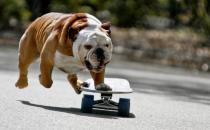 斗牛犬牙齒應(yīng)該如何護(hù)理？