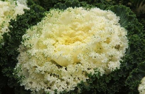 甘藍(lán)的營養(yǎng)好比高麗參