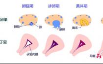 女人再不管好大姨媽 將導(dǎo)致婦科重癥疾病
