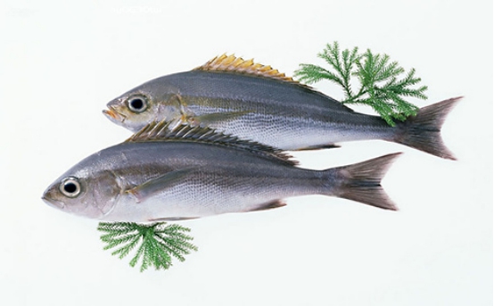 不適合吃魚