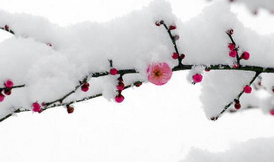 已經(jīng)立冬了，祝你冬天快樂