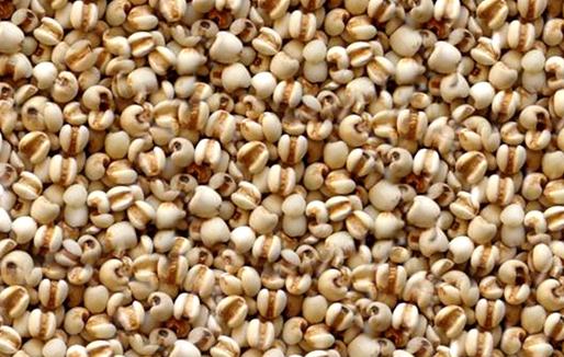 薏仁米有什么功效？薏仁米不宜過量食用