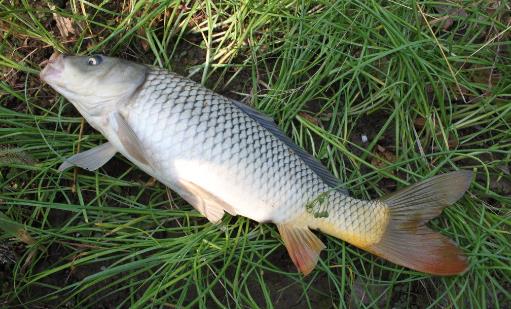 飯桌上最常吃的6種魚(yú) 哪種最營(yíng)養(yǎng)
