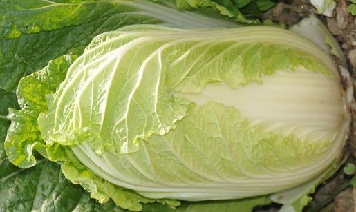 大白菜有什么食療功效？大白菜不宜水浸泡后食用